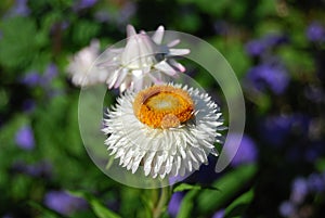 Nice white straw flower with link budding flower on garden background