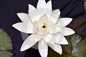 Nice whitel water lilly in my garden pond