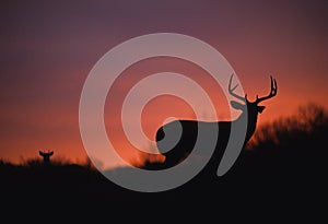 Nice Whitetail Buck in Sunset photo