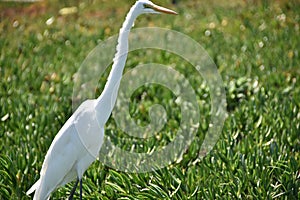 Nice wild bird at Coronado Island