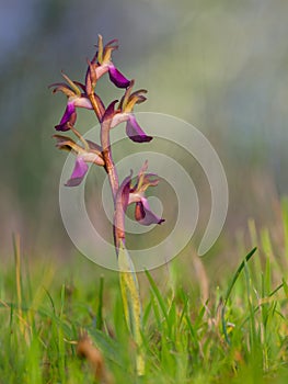 Nice wild orchid in spring with evening light. anacamptis collina