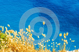 Nice wildflowers on aquamarine waters background Porto Katsiki beach Ionian sea view Lefkada island Greece