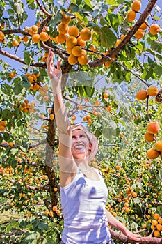 Nice woman picking apricots lit by warm summer light