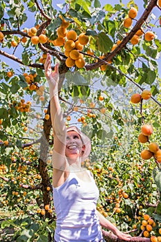 Nice woman picking apricots lit by warm summer light