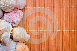 Nice wooden background with the colorful seashells