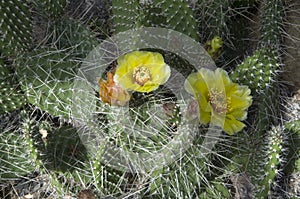 Yellow cactus flower plant in UBC botanical garden photo