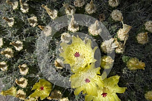 Yellow cactus flower plant in UBC botanical garden photo