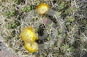 Yellow cactus flower plant in UBC botanical garden photo