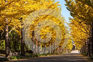 Nice yellow color with ginkgo tree