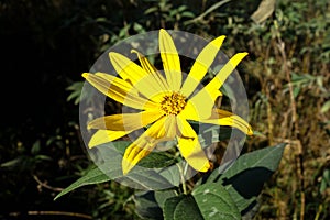 Nice yellow flower in the meadow.