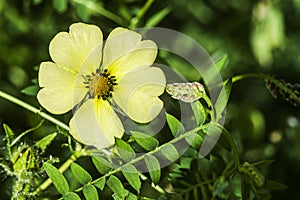 Nice Yellow flower oxalis peswild  flower in a field