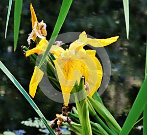 Yellow iris on the pond