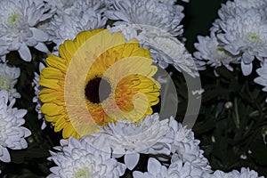 the nice yellow gerbera in the white flowers
