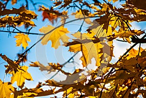 Nice yellow maple leaves nature background abstract macro close up autumn