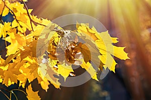 Nice yellow maple leaves nature background abstract macro close up autumn 4k video