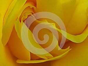 A nice yellow rose closeup loving caring