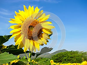 Nice yellow Sun flowers on nice blue sky background