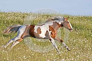 Nice young appaloosa horse running