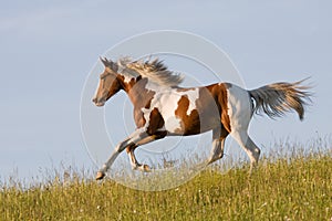 Nice young appaloosa horse running