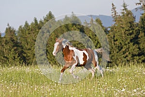 Nice young appaloosa horse running photo