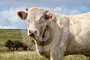 Nice young charolais bull