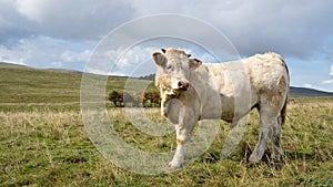 Nice young charolais bull