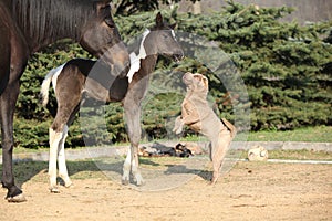 Nice young dog playing with foal