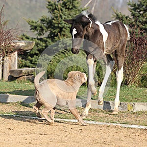 Nice young dog playing with foal