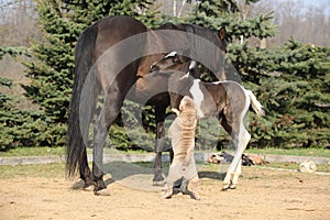 Nice young dog playing with foal