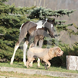 Nice young dog playing with foal