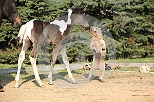 Nice young dog playing with foal