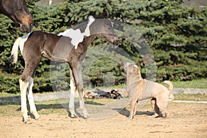 Nice young dog playing with foal