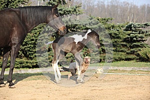 Nice young dog playing with foal