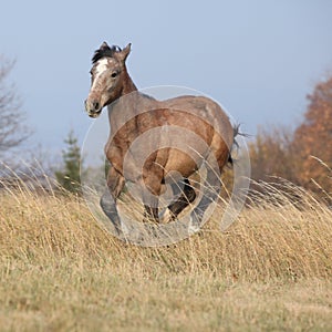 Nice young horse running in freedom