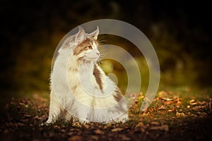 Nice young Maine coon cat female outside in fall daytime posing