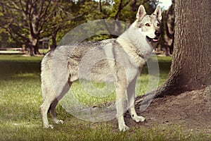 Nice young wolfdog standing for portrait in park