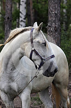 Nicely decorated horse at local fiesta, Andalucia