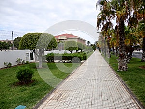 Nicely shaped Trees in Costa Adeje, Tenerife, Canary Islands, Spain