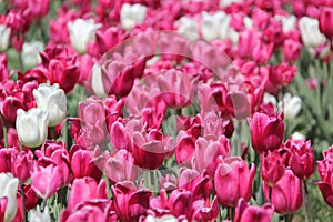 Nicest tulip flowers of the world