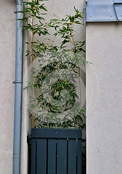 a niche in the facade forms a miniature garden with one clump of bamboo