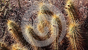 Nichol`s hedgehog cactus, golden hedgehog cactus Echinocereus nicholii, Arizona, USA