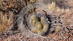 Nichol`s hedgehog cactus, golden hedgehog cactus Echinocereus nicholii, Arizona, USA