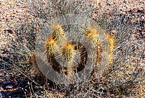 Nichol`s hedgehog cactus, golden hedgehog cactus Echinocereus nicholii, Arizona, USA