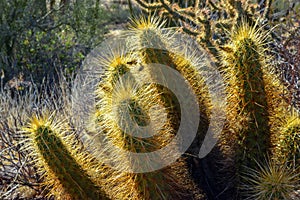 Nichol`s hedgehog cactus, golden hedgehog cactus Echinocereus nicholii, Desert landscape with cacti, Arizona, USA