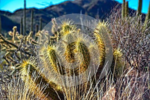 Nichol`s hedgehog cactus, golden hedgehog cactus Echinocereus nicholii, Desert landscape with cacti, Arizona, USA