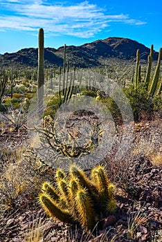 Nichol`s hedgehog cactus, golden hedgehog cactus Echinocereus nicholii, Desert landscape with cacti, Arizona, USA