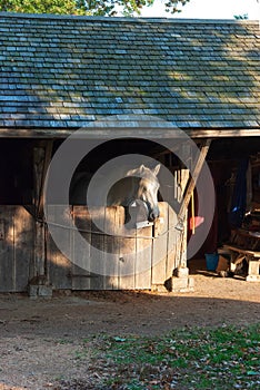 Nick in Stable at Dusk