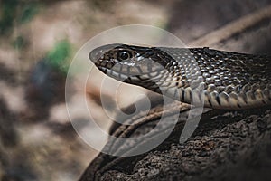 Nick wildlife in the forest Thailand