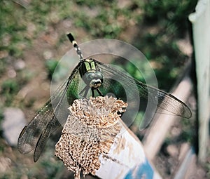 nicknamed the army dragonfly because it has the same color as the military uniform