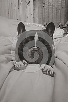 Nicky - Frenchbulldog